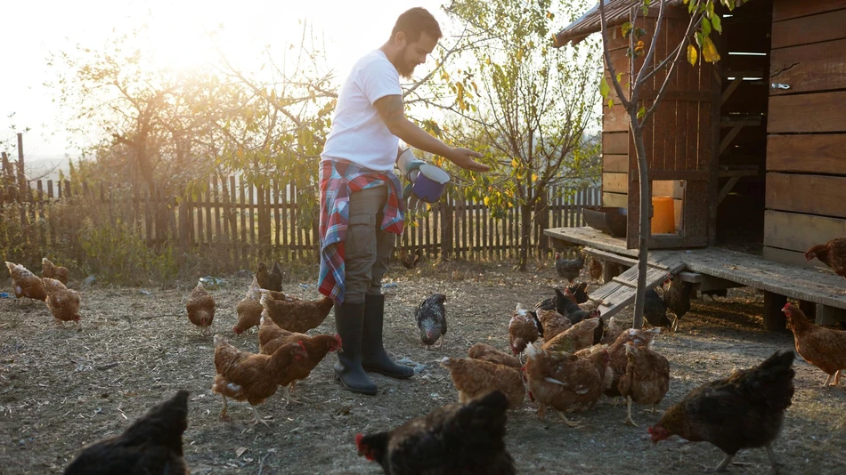 Farmer feeding chickens