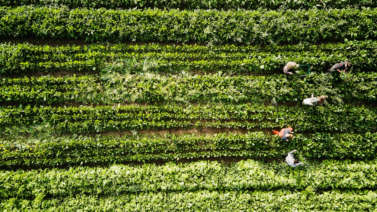 Crops_being_harvested
