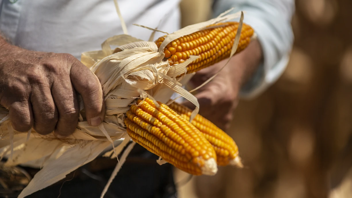 A farmer picks corn at a farm