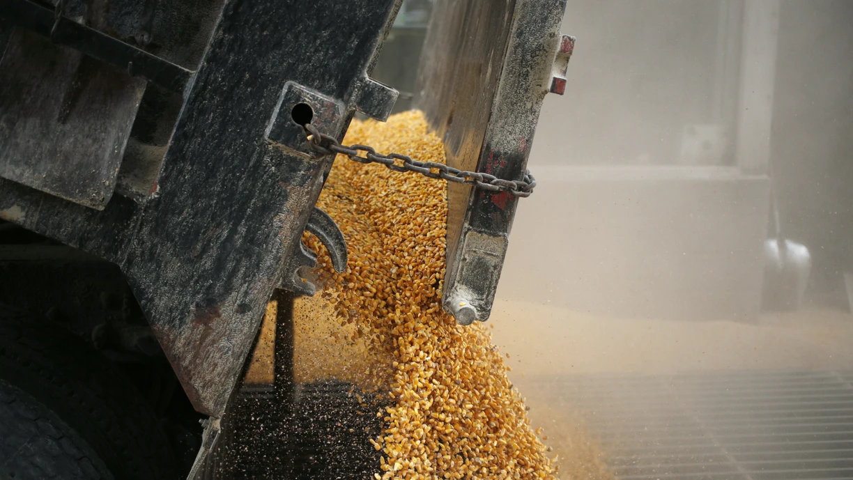 Corn_kernels_pouring_from_a_truck