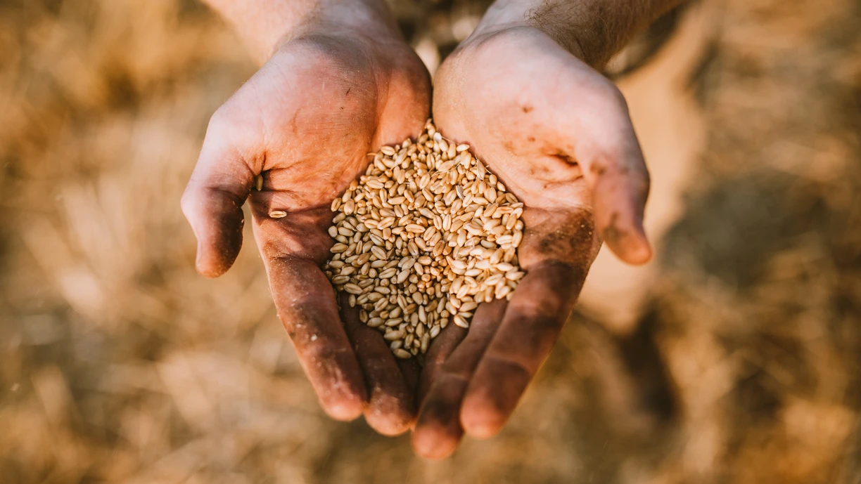 Farmer shows off wheat grain harvest
