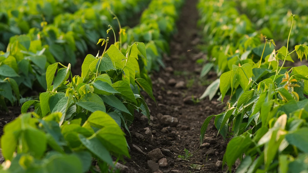 a field of soybeans