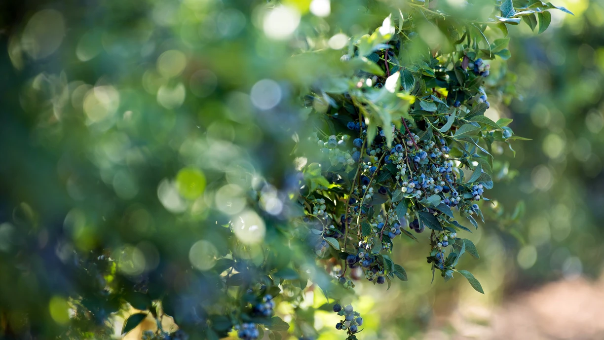 Blueberries growing on a blueberry bush on a farm