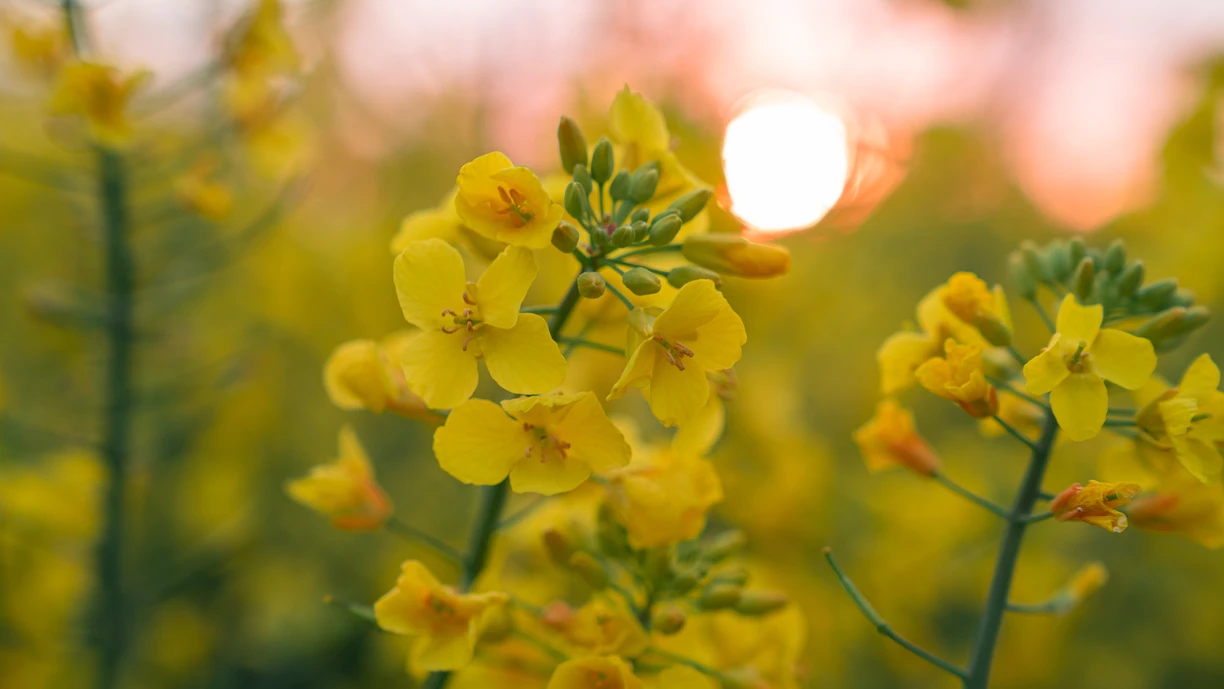 canola flowering in field