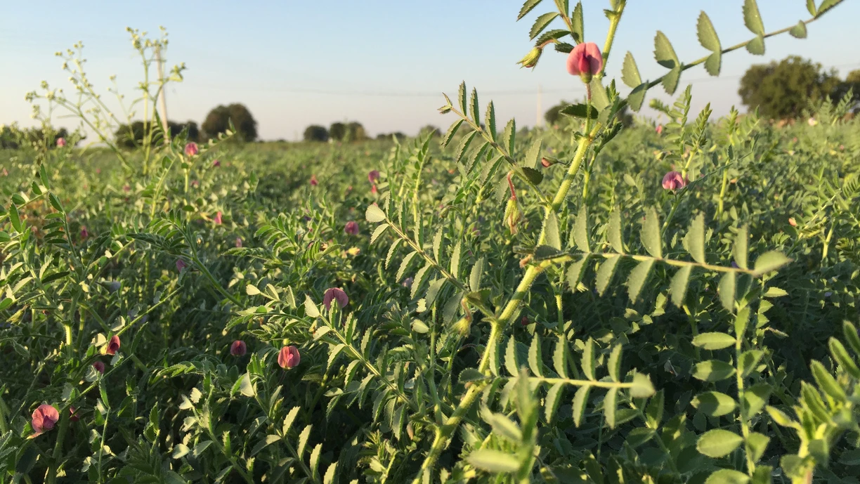 chick peasfarm growing with flowers