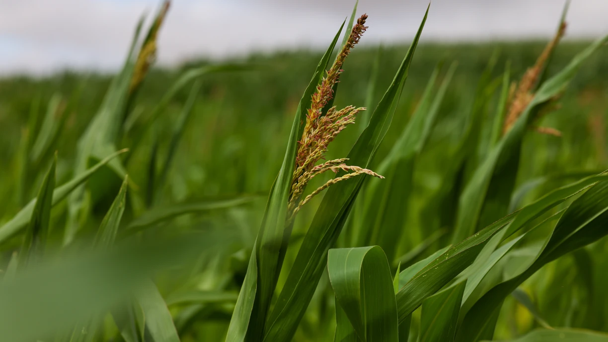 corn plants growing