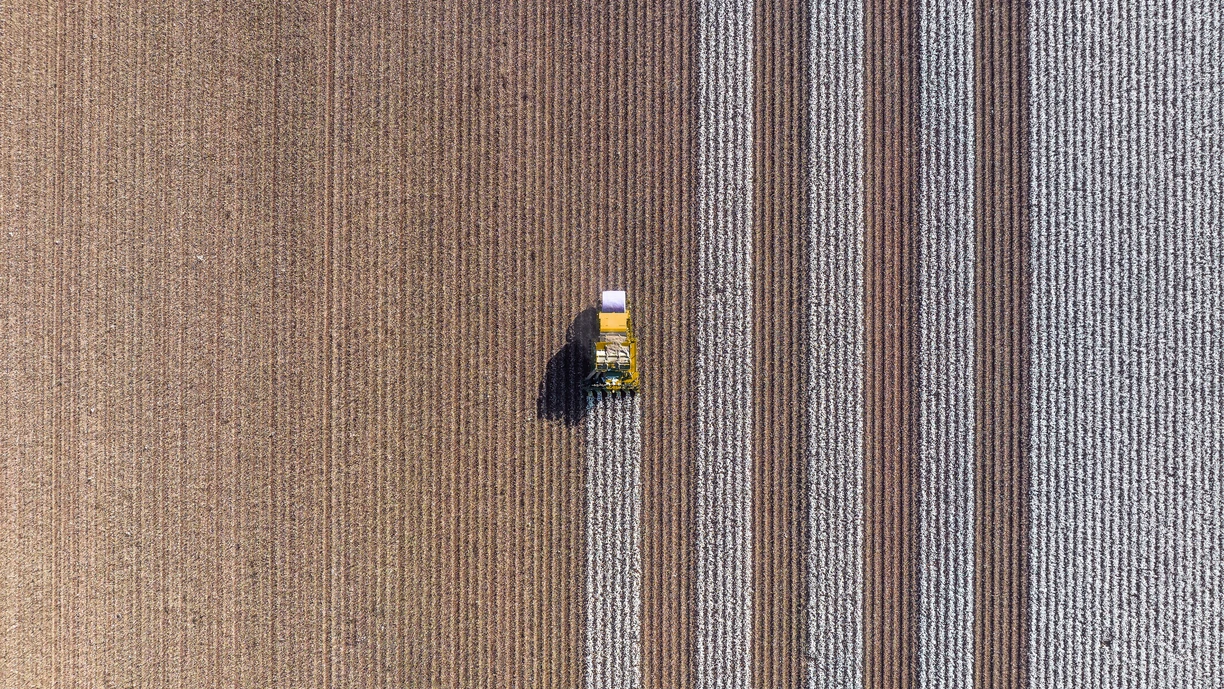 An agricultural machine harvesting a cotton field,