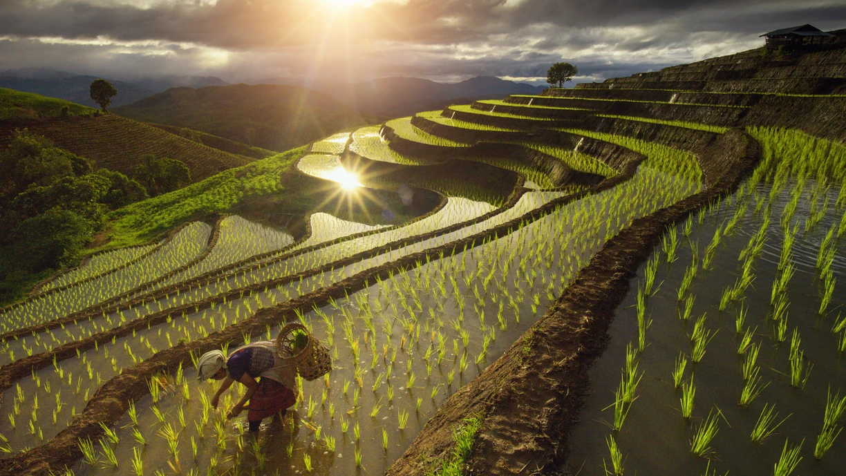 Female farmer planting rice plants in terraced paddy fields at sunset.