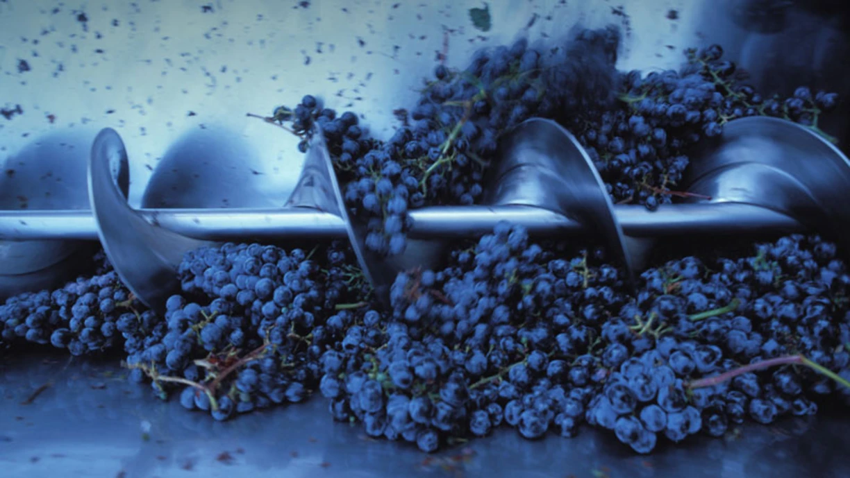 Grapes being crushed and made ready for wine