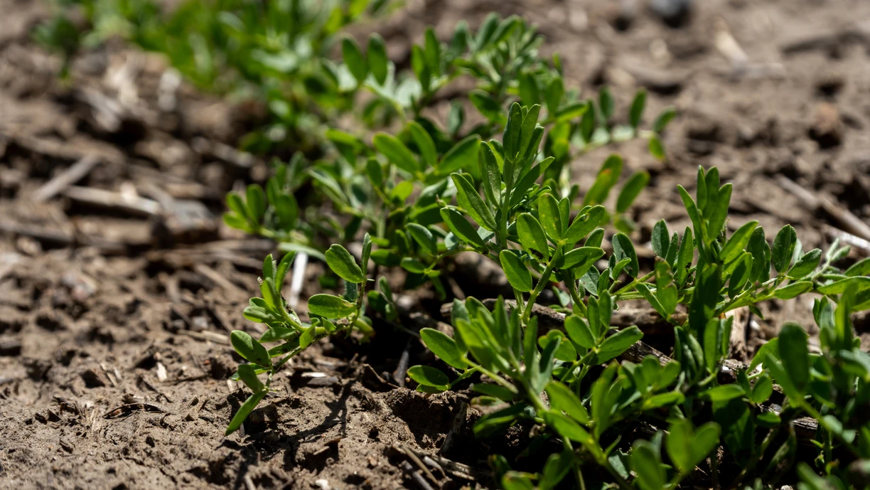 Growing Lentil Plants