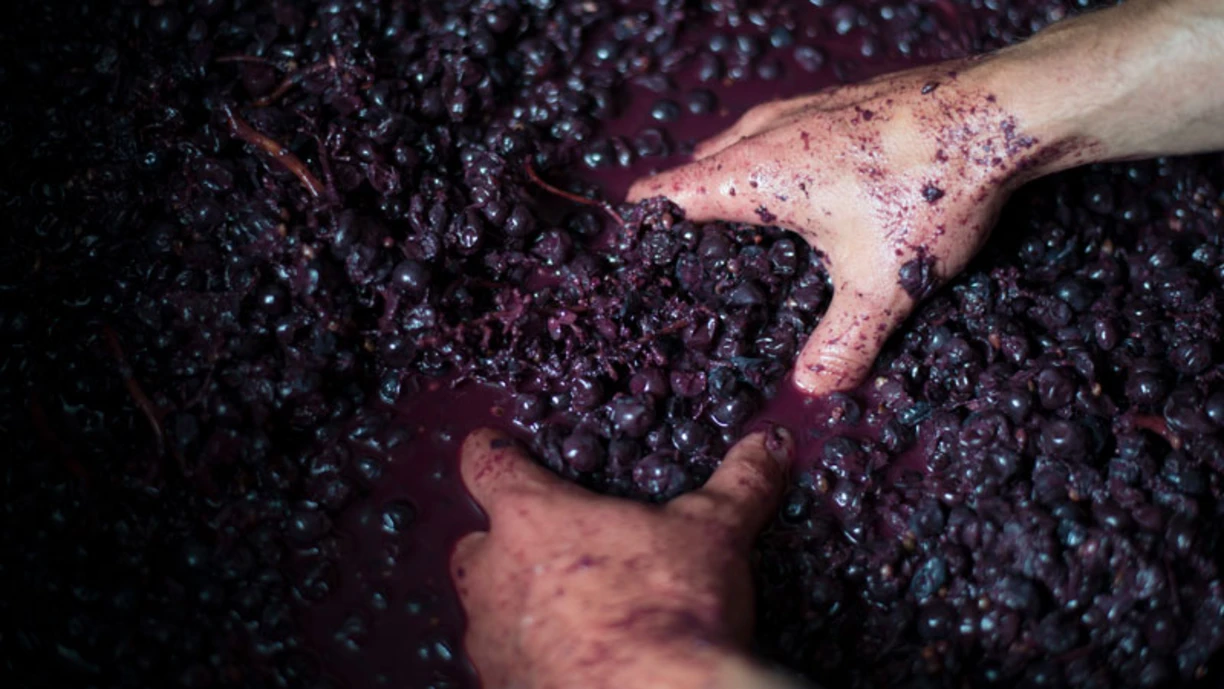 hand holding grapes in a large barrel