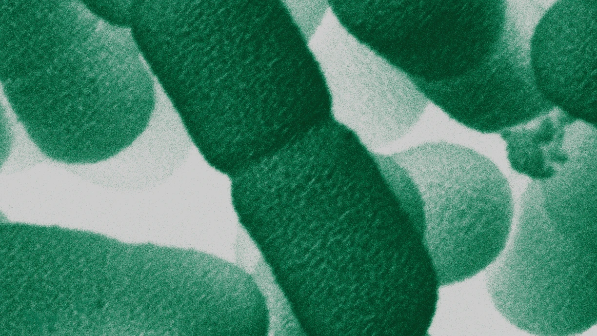 Closeup bacteria green  