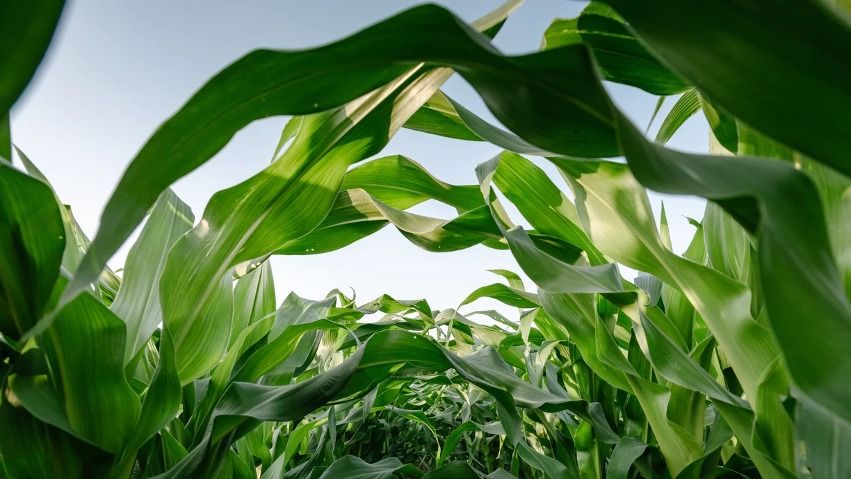 Landscape Agriculture Fields of Corn Field at Countryside During Sunset