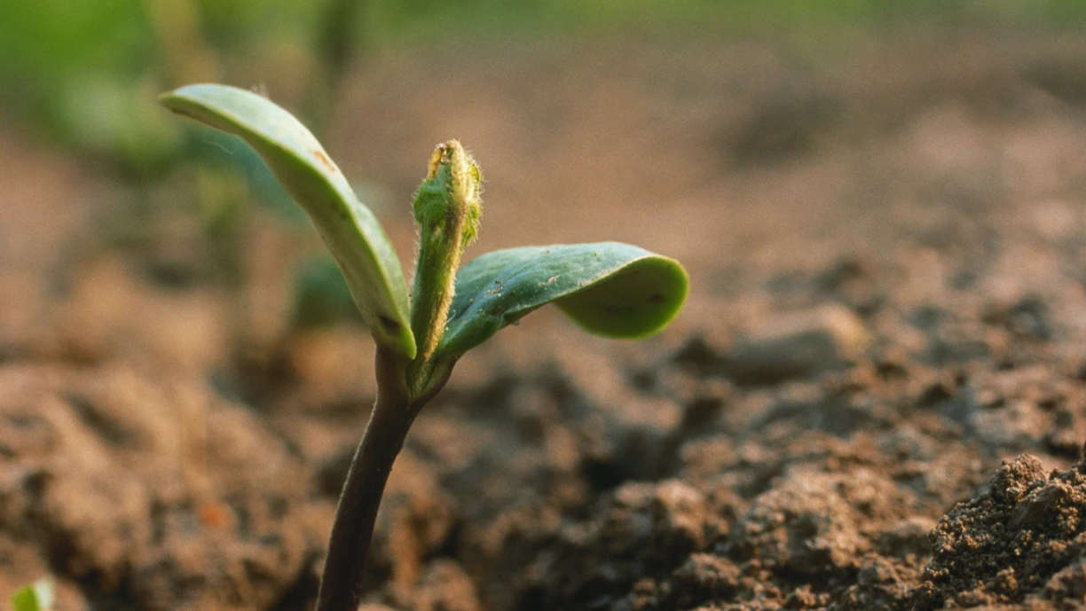 Soya bean seedling in field