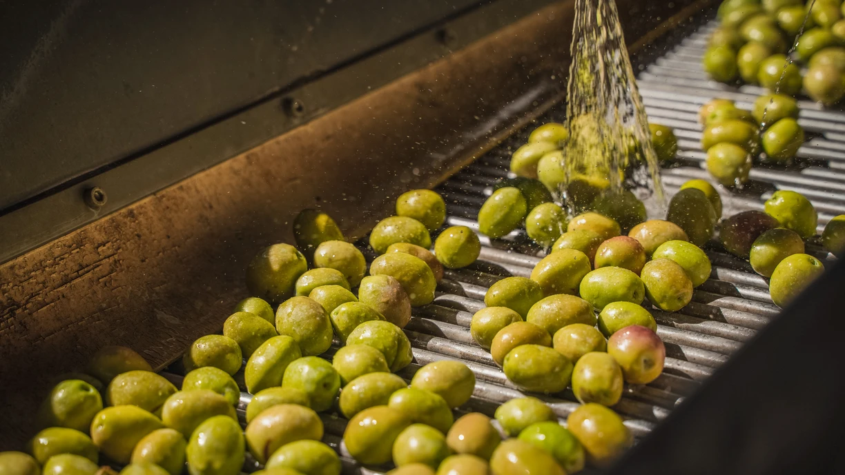 Olive_oil_on_conveyerbelt_and_washed