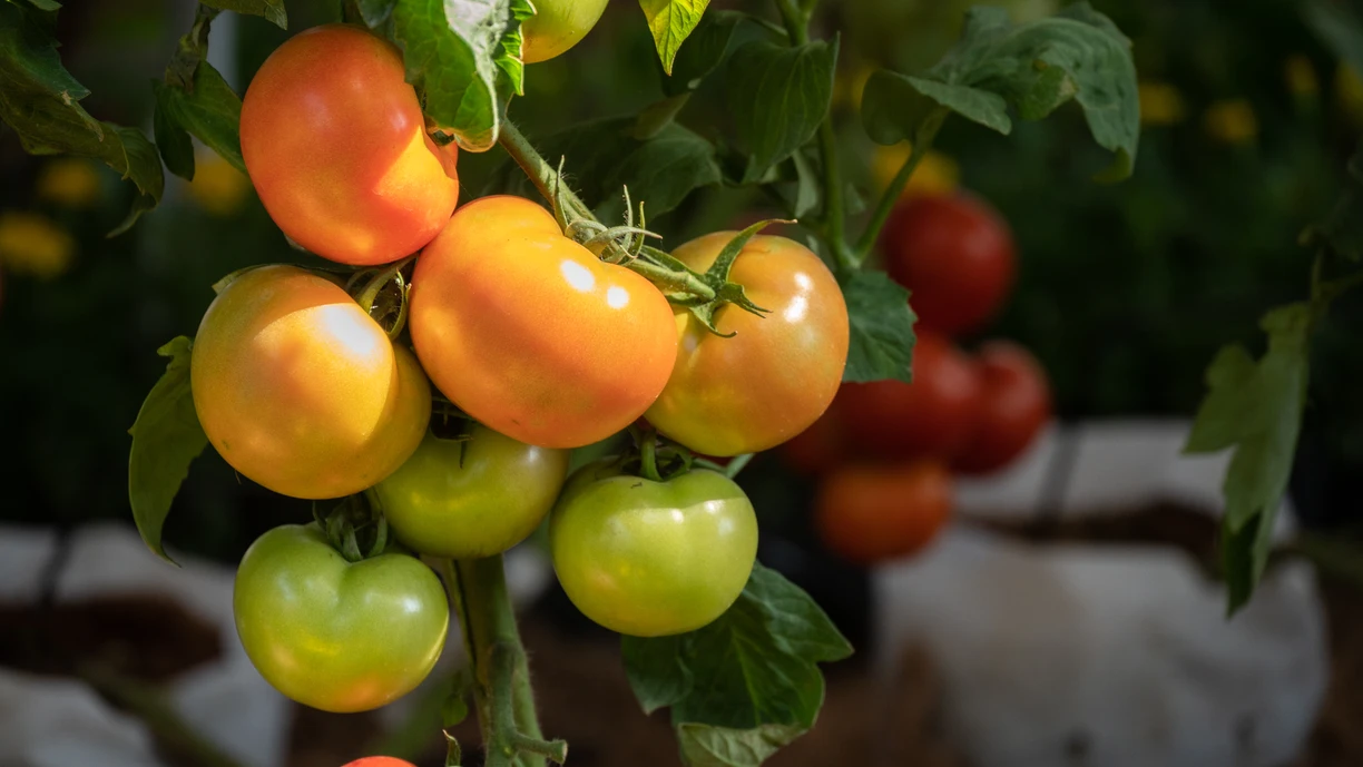 Tomatoes growing on a vine