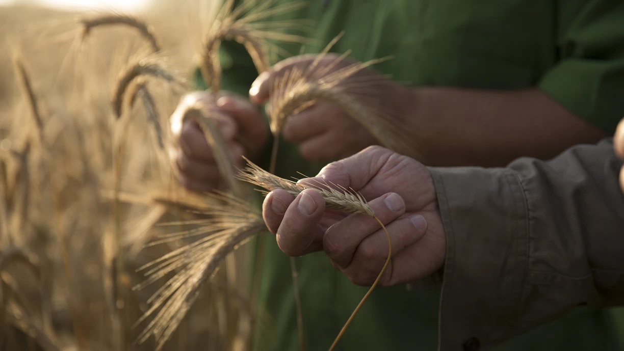 men examining wheat