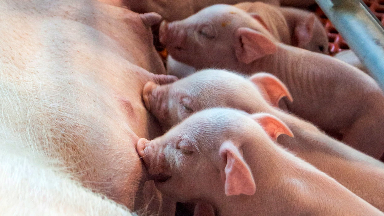 piglets eating