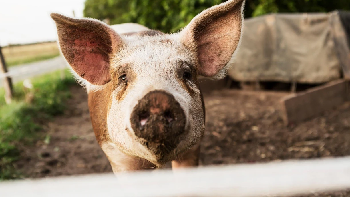 Closeup of a pig from front