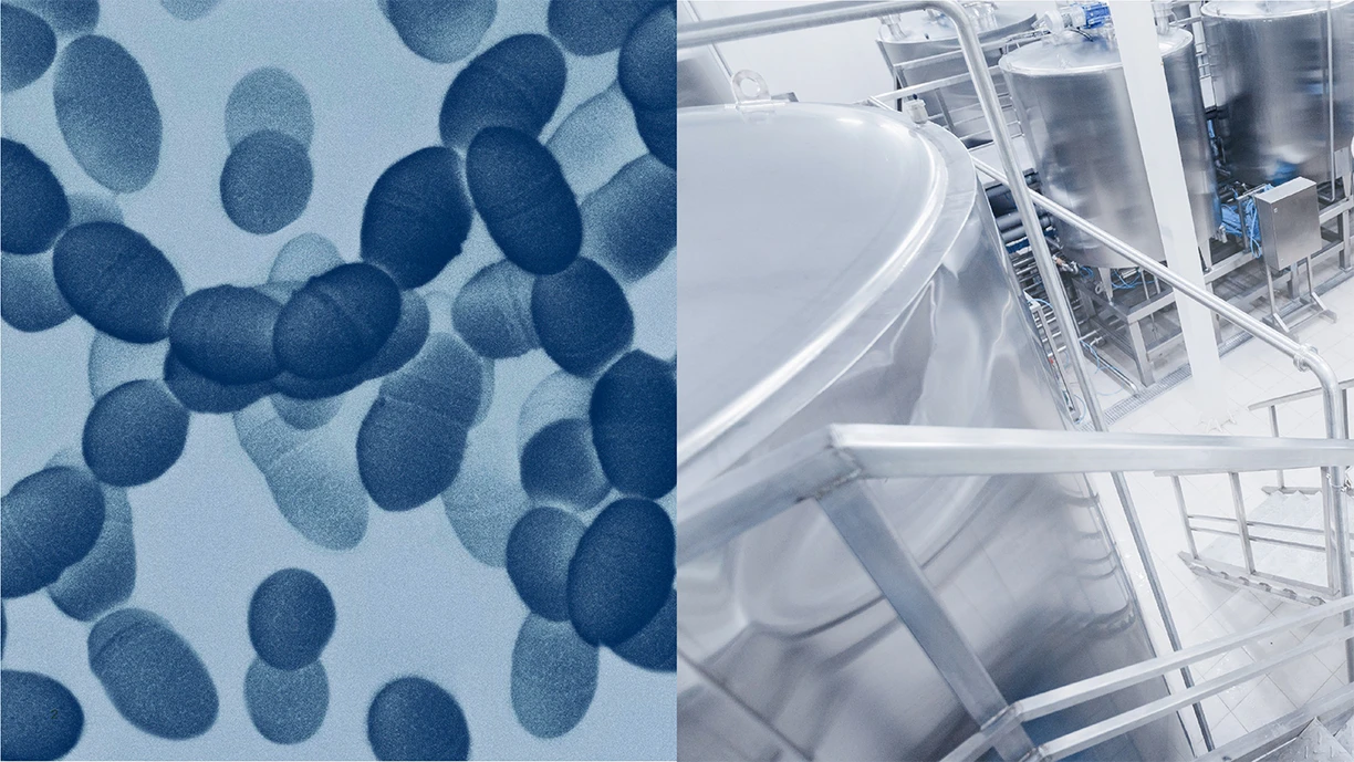 Lactococcus lactis culture for cheese under a microscope and a large-scale dairy fermentation tank 