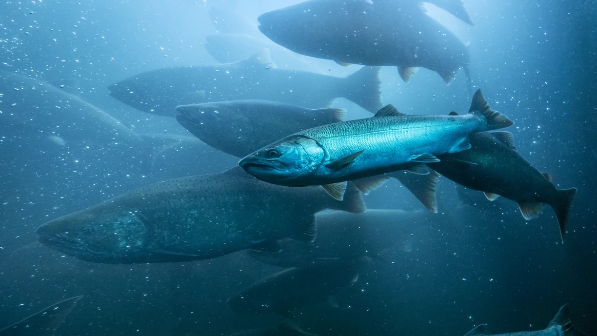 Wild Salmon Underwater Migration