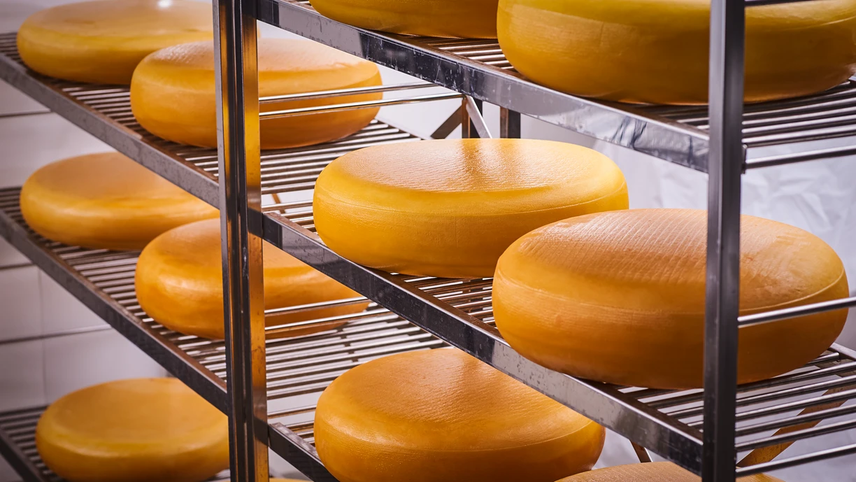 Rows of large cheese wheels aging on metal racks in a storage room.