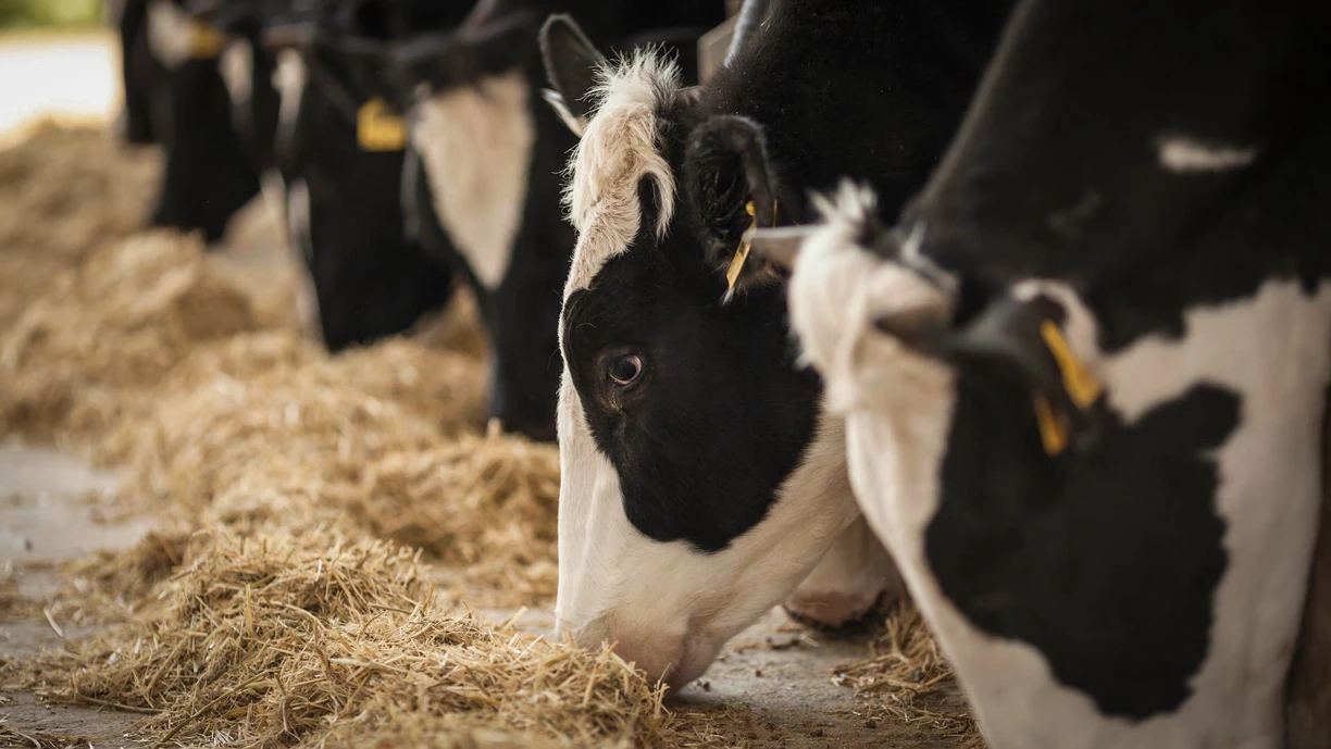 Black and white cows with ear tags eating hay in a row