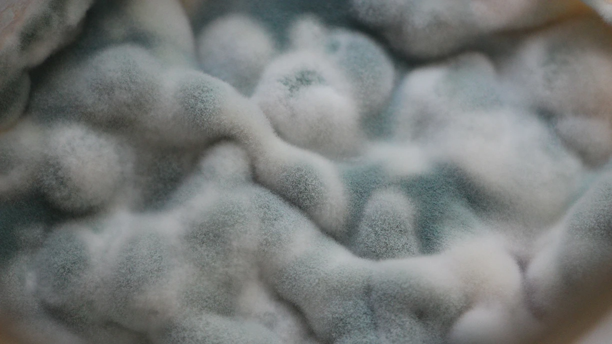 east and mold growing and limiting the shelf life of a particular dairy product