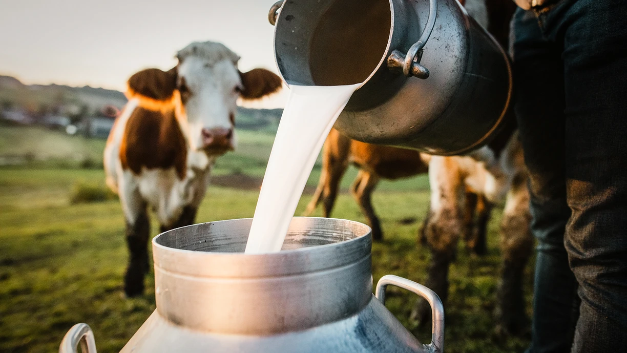 A person pouring milk into a can on a farm, with cows in the background