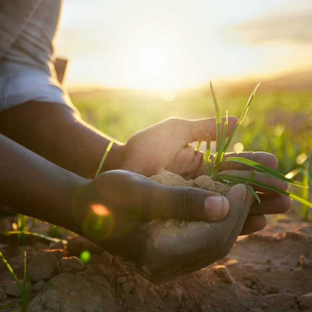 Hands_holding_small_plant_in_sunrise