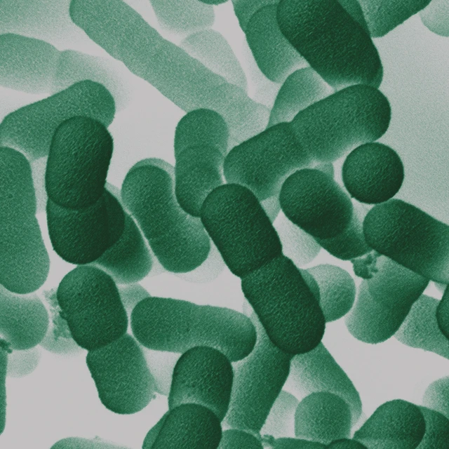 Close up of a petri dish