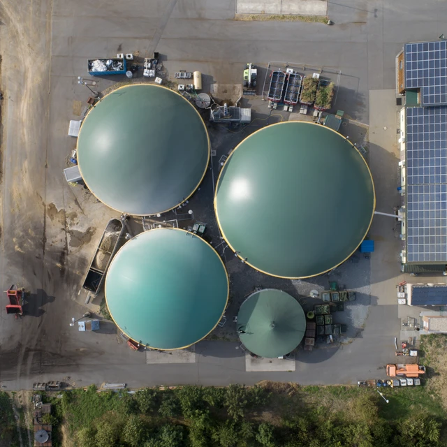 Plant_seen_from_above