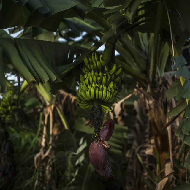 A banana tree grows on a landless occupants' campsite