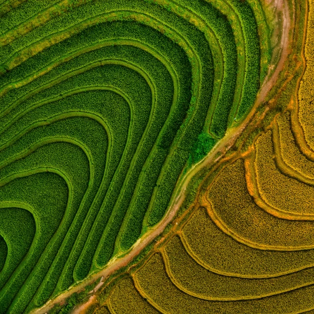 Aerial view of rice field at Vietnam