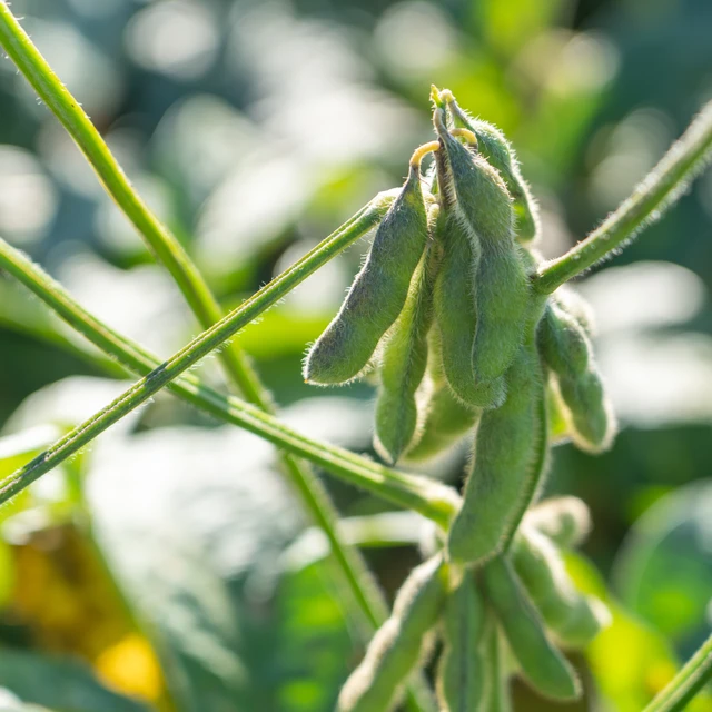 Close-up of a full grain soybean pod