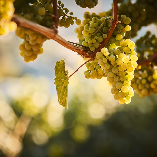 Clusters of grapes ready for harvest