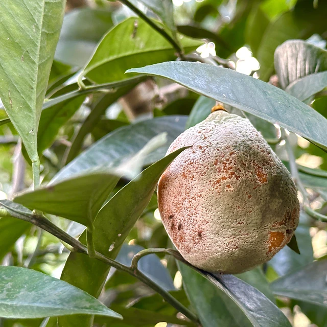 damaged and moldy tangerines