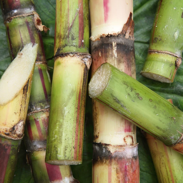 Detail of Fresh Cut Pieces of Sugar Cane