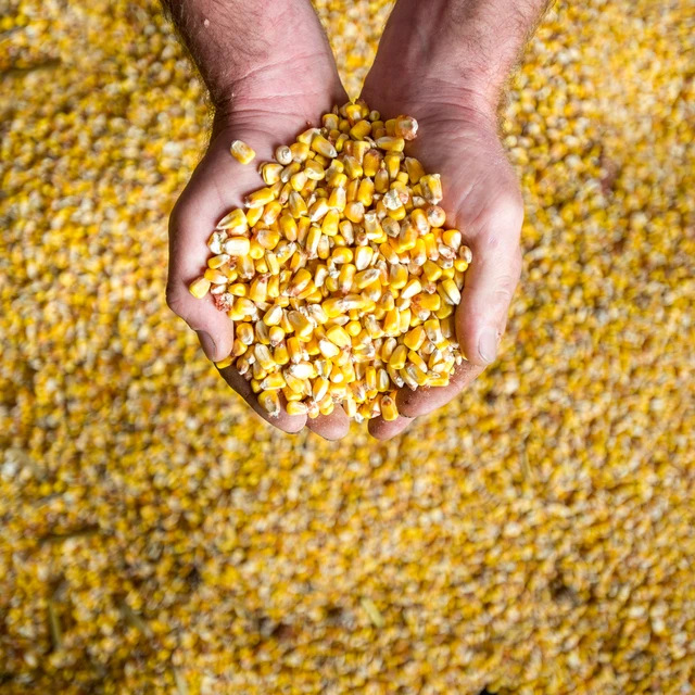 hands holding grains