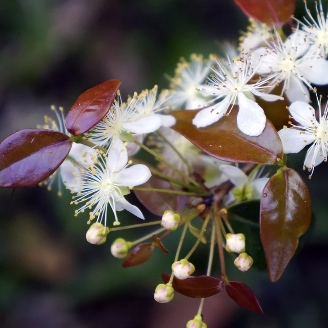 brazilian cherry flowers