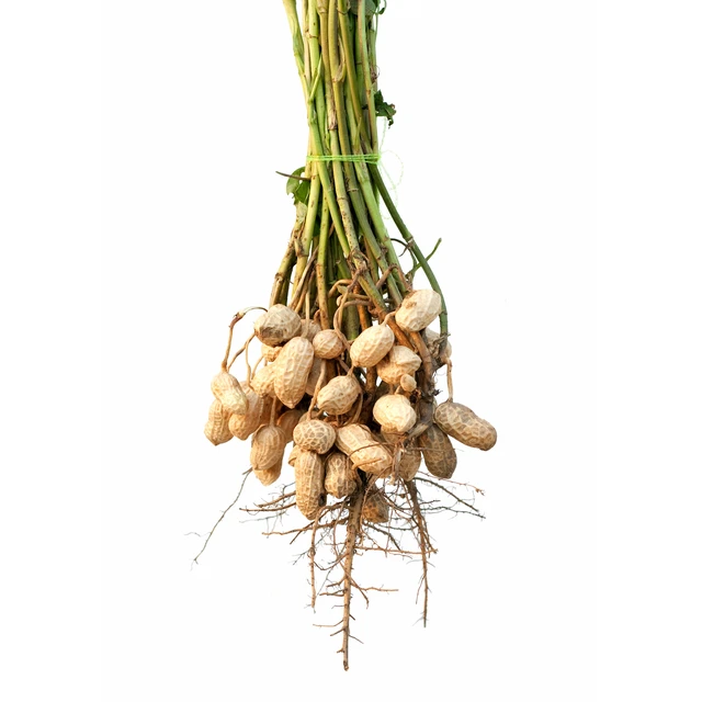 Bunch of peanuts isolated on white background