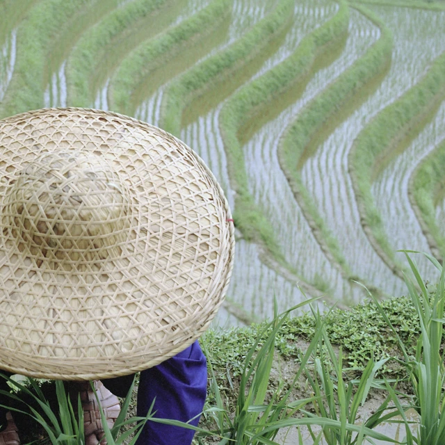 Farmer cultivating rice in terraced paddy