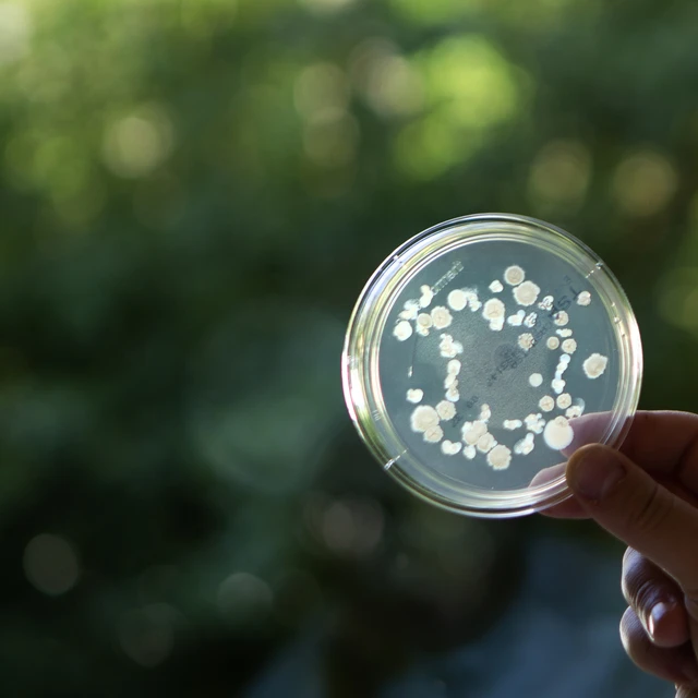 Plant Health_Formulation Lab_petridish