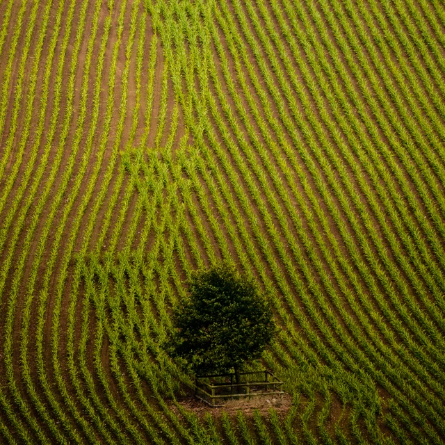 Corn yield (airplane view)
