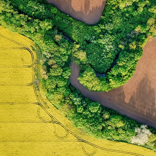 Yellow Rapeseed Field In Bloom At Spring
