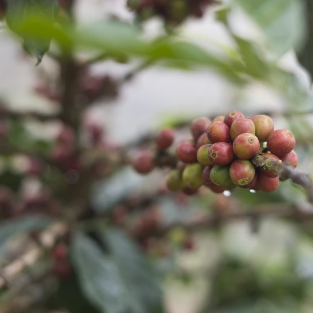 Selective focus Raw Arabica and Robusta coffee seed