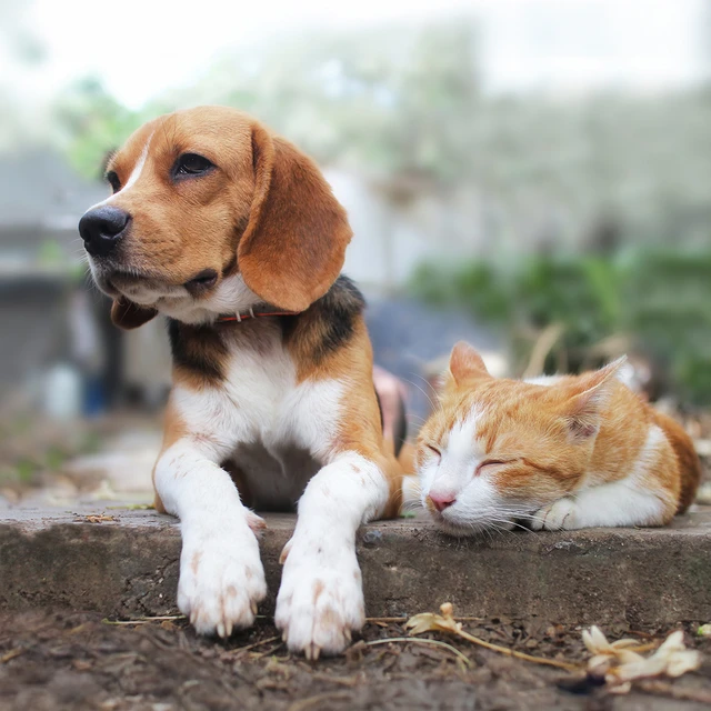 cat and dog