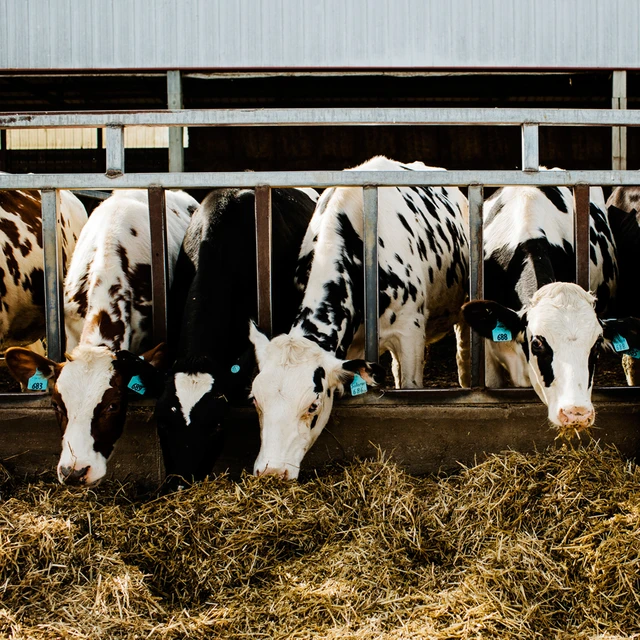 dairy cows eating