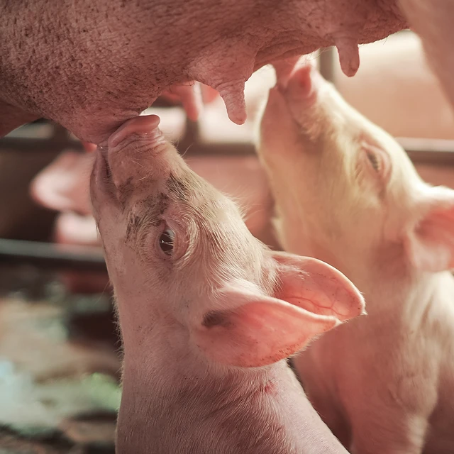 piglets eating