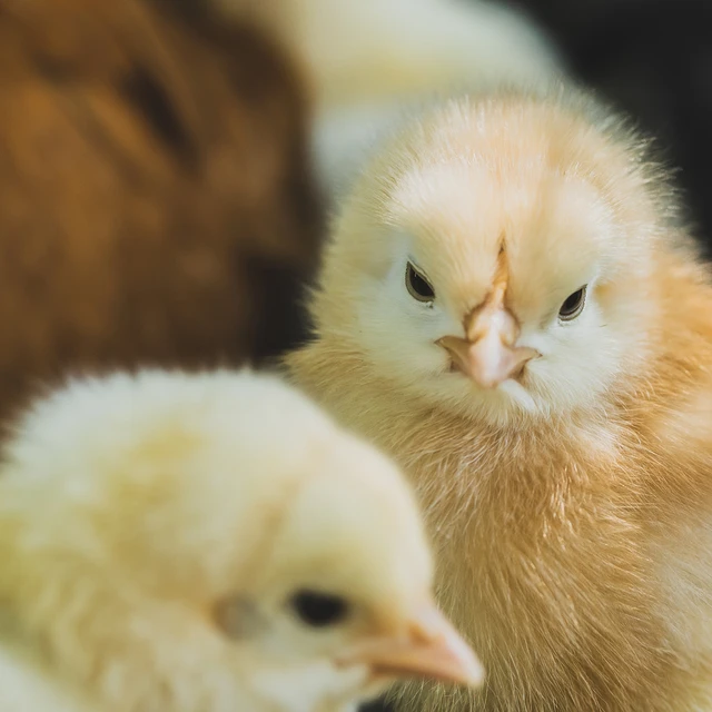 chicks
